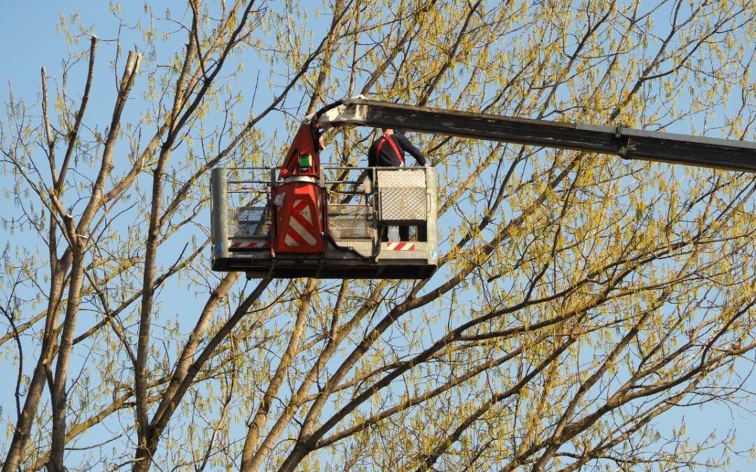 piattaforme aeree per giardinaggio